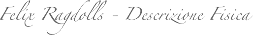 Felix Ragdolls - Descrizione Fisica
