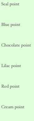 Seal point

Blue point

Chocolate point

Lilac point

Red point

Cream point
